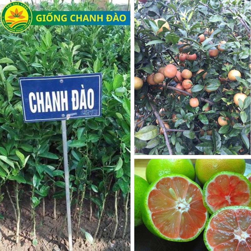 Cây giống chanh tứ quý đang quả, giống chanh lùn nhiều quả mọng nước và rất thơm, cây giống chuẩn khỏe ít sâu hại