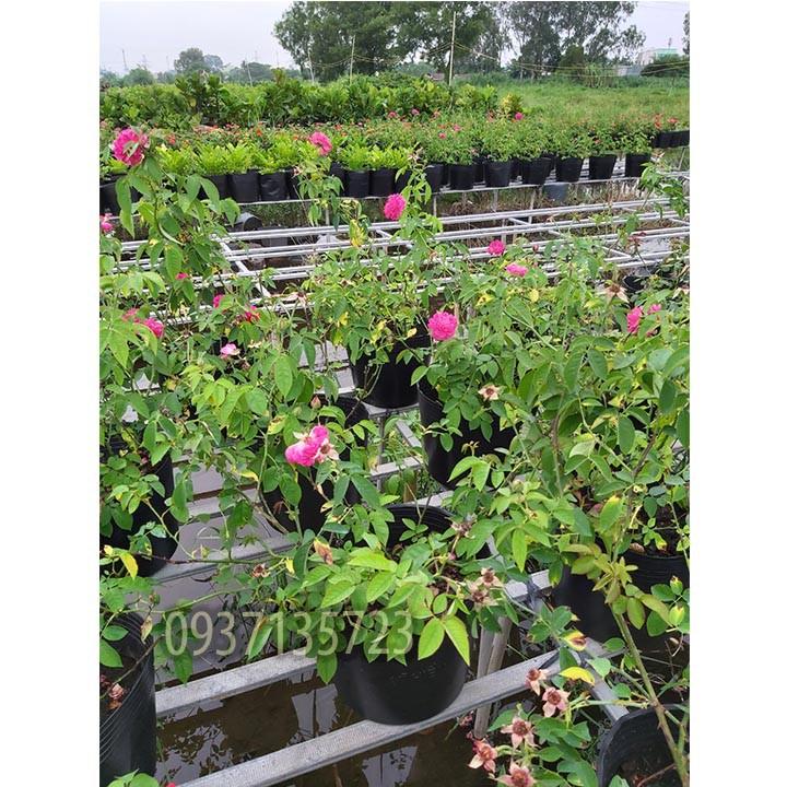 CÂY HOA HỒNG TƯỜNG VY SA ĐÉC