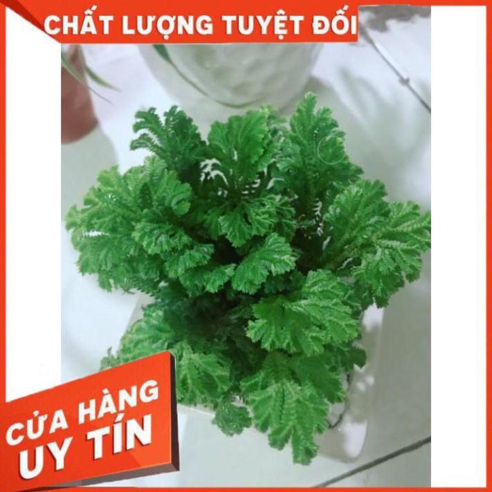 Chậu cây dương sỉ nhật mini Nhiều Người Mua