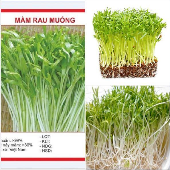 Hạt Mầm rau muống