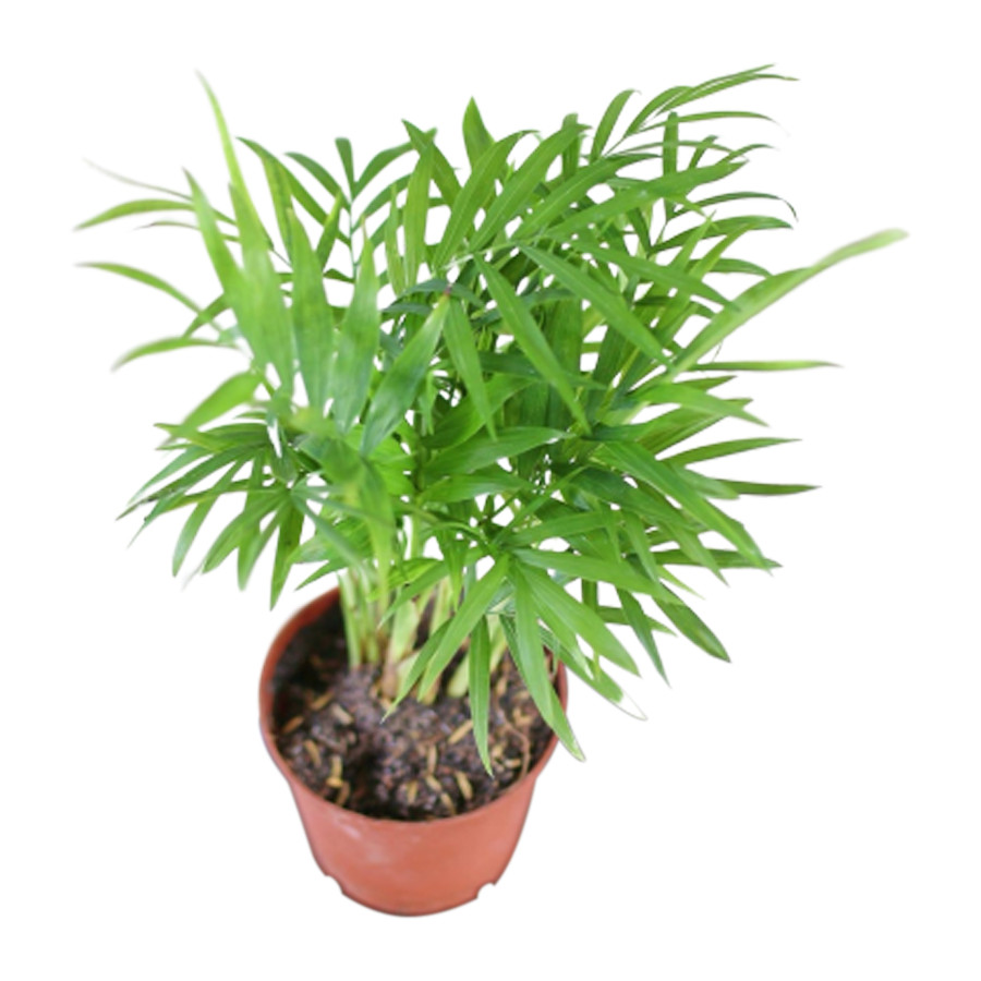 Cau tiểu trâm chậu nhựa