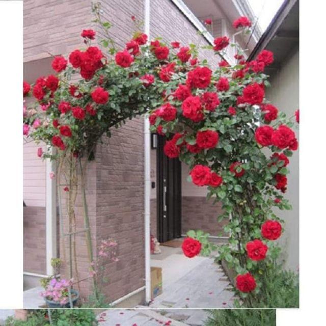 Rê trần hồng leo pháp