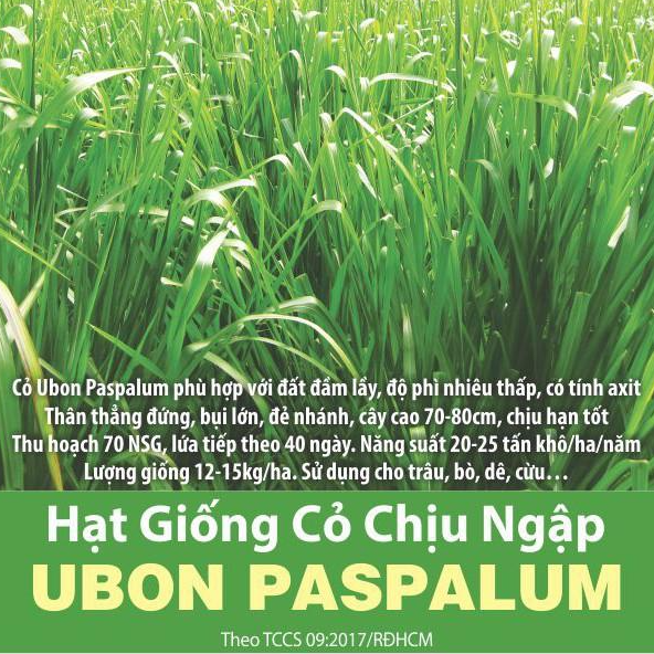 Hạt giống cỏ Ubon Paspalum - Cỏ xả chịu ngập - Giống chuẩn, dễ trồng