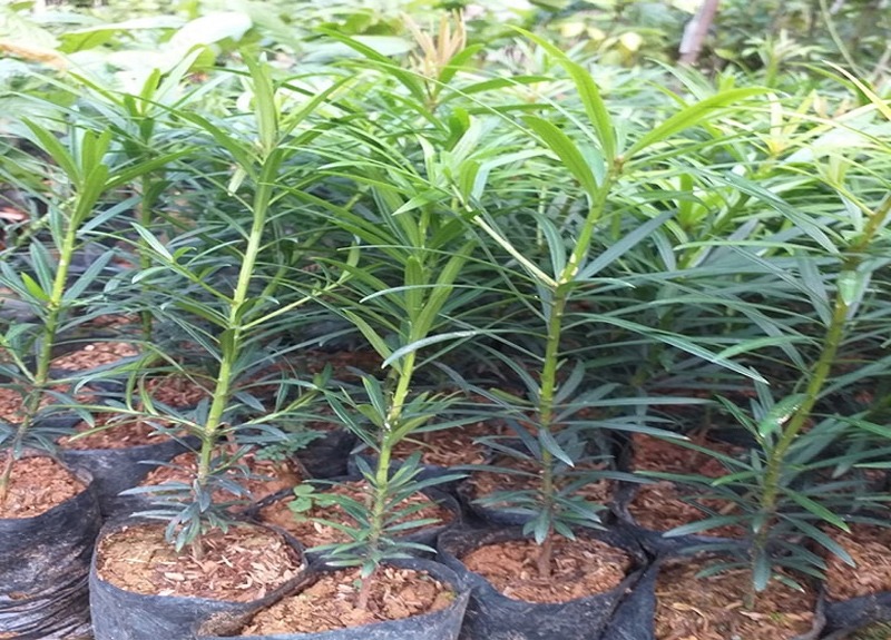 Cây vạn niên tùng