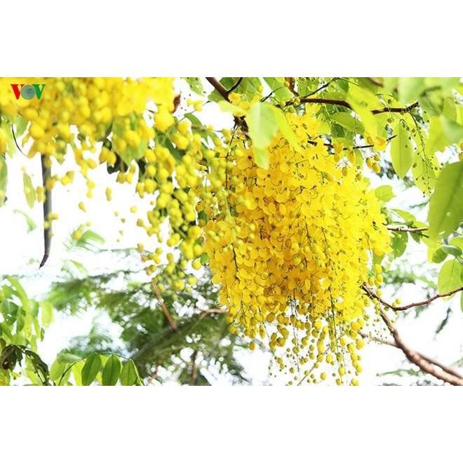 COMBO 3 BẦU muồng hoàng yến vàng-hoa osaka vàng, bầu cây giống - MHYVBCG