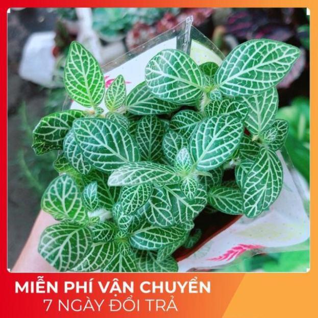 Cẩm Nhung