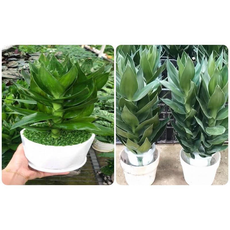 CÂY GIỐNG CÂY PHÁT TÀI BÚP SEN . *