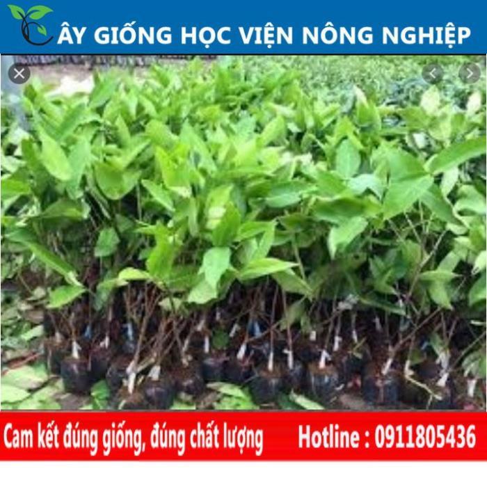 Sản phẩm Cây Ăn Trái cây roi xanh