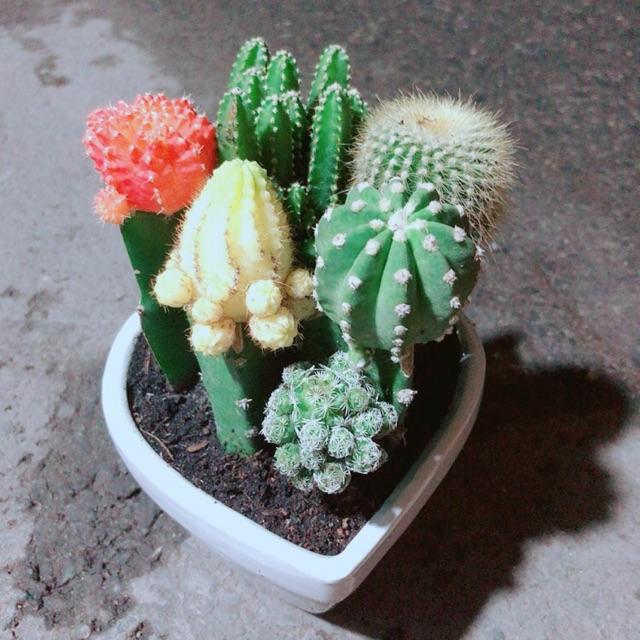 Chậu Xương Rồng Mix