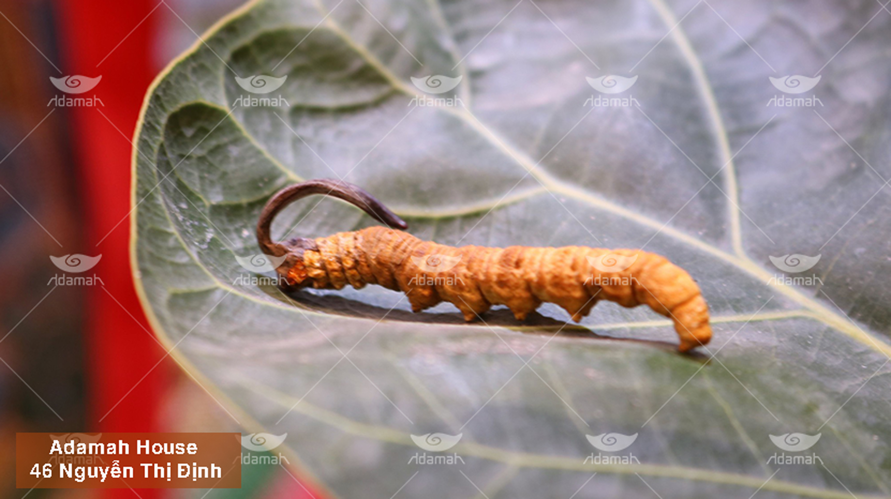 Đông Trùng Hạ Thảo Hoang Dã Nepal – Hymalaya