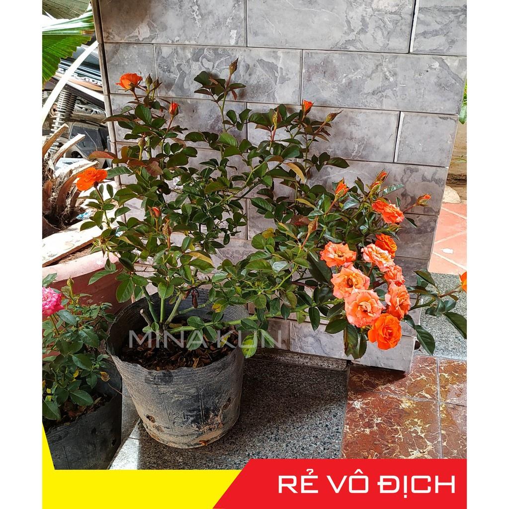 Chậu hoa hồng cảnh tỉ muội cam rễ khỏe- bầu to cây lớn trưởng thành