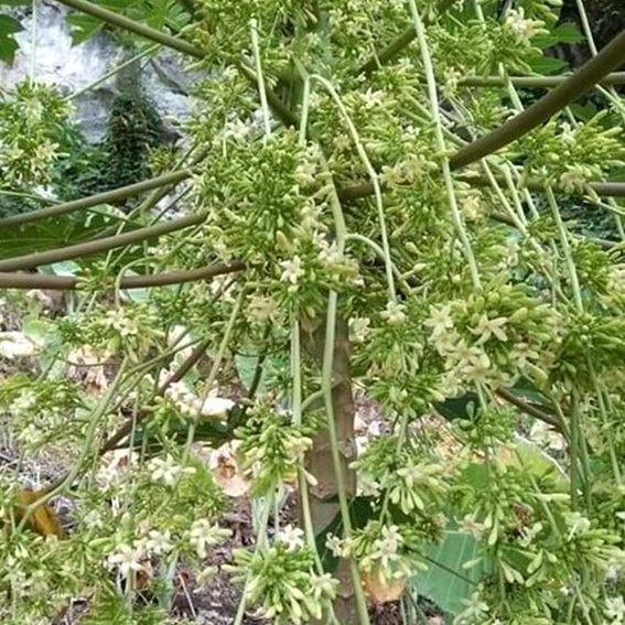 Hạt giống cây Đu đủ Đực siêu bông VTP194