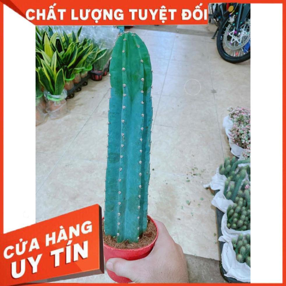 Xương rồng Nhiều Người Mua