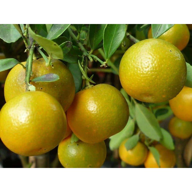 Cây giống quất chua thái, quả xanh