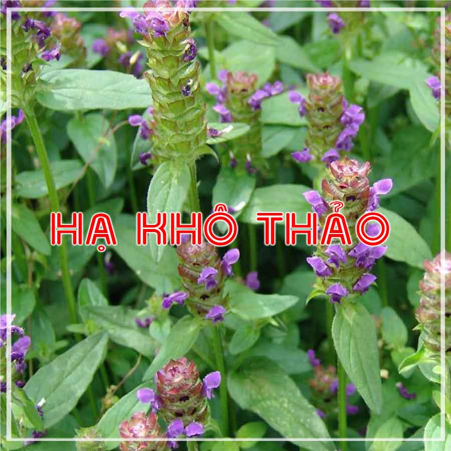 100g Hạ Khô Thảo khô sạch