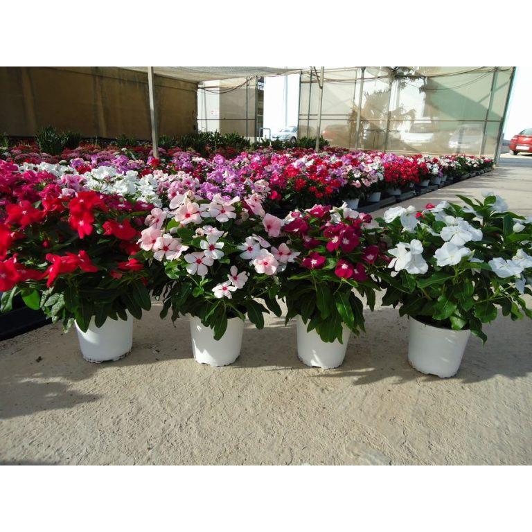Hạt Giống Hoa Dừa Cạn Đứng Mix Màu KNS3596 - Gói 50 hạt