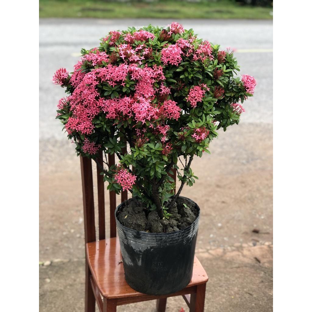Chậu trang Thái hoa màu hồng chỉ giao tại TP.HCM