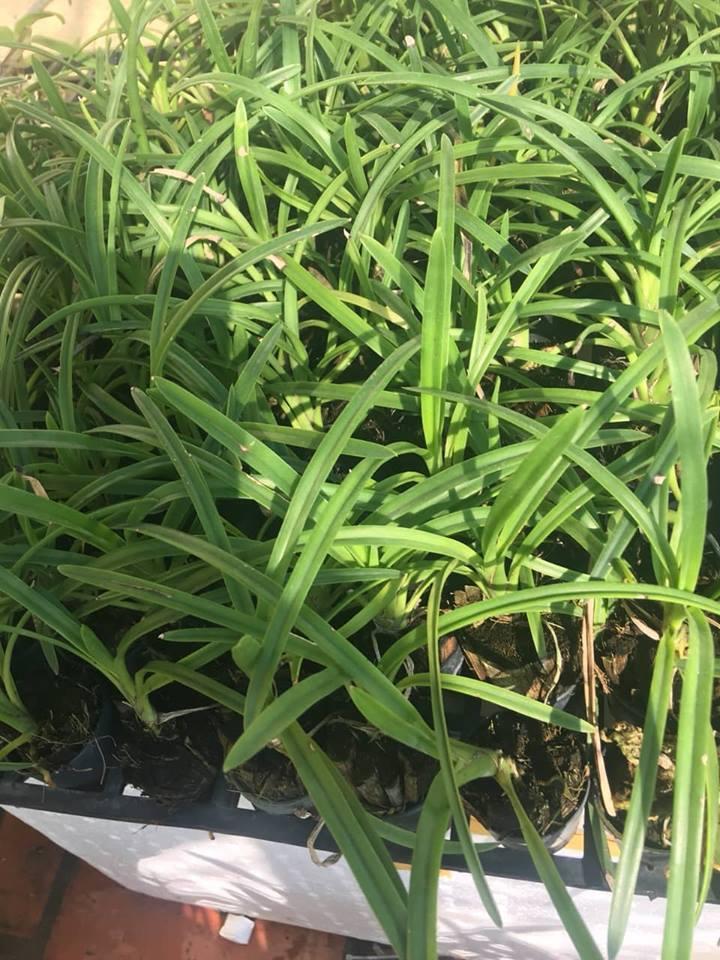 Hoa lan kiếm, Lan Kiếm đỏ