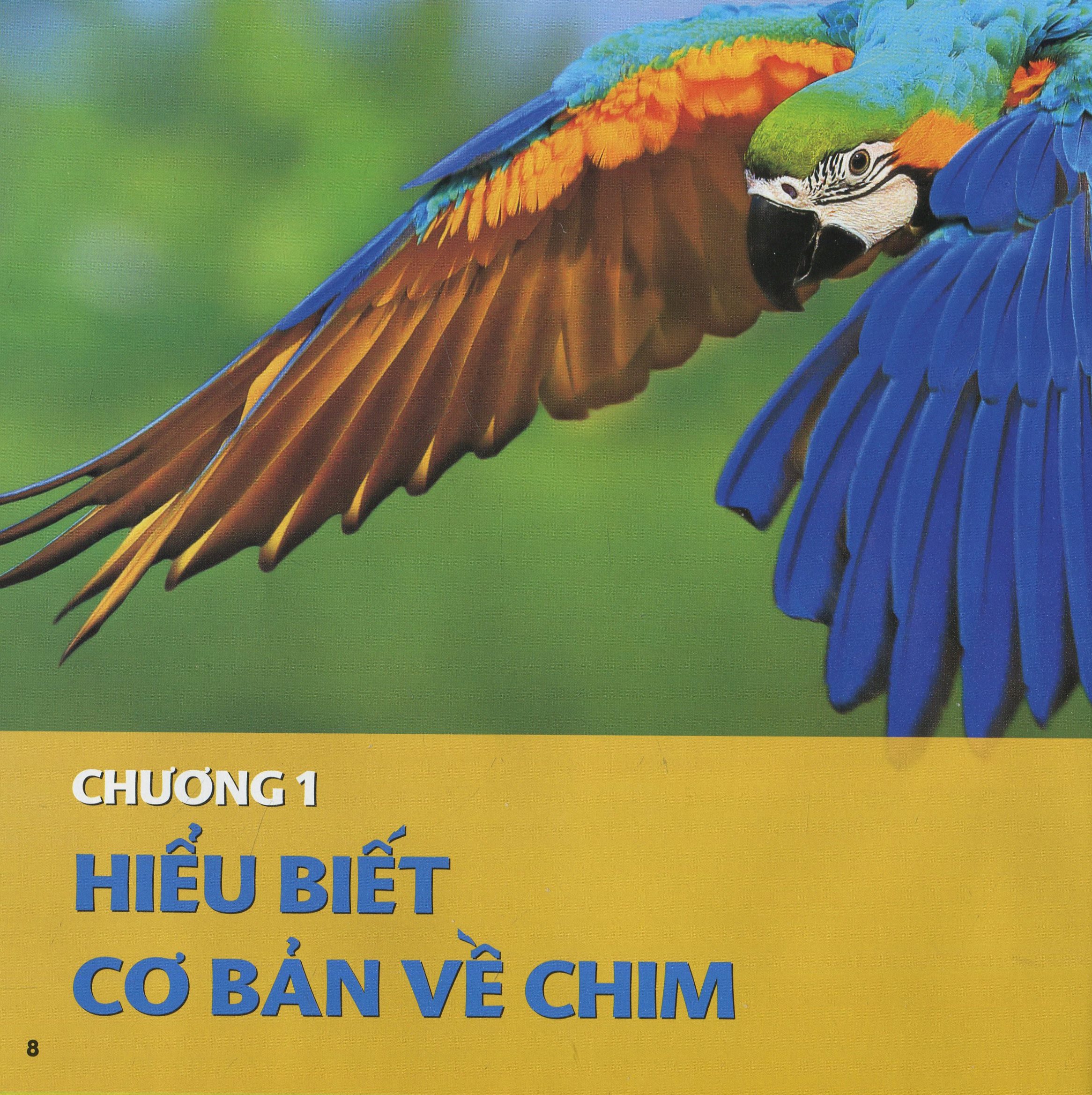 Cuốn Sách Lớn Đầu Tiên Của Tớ - Chim
