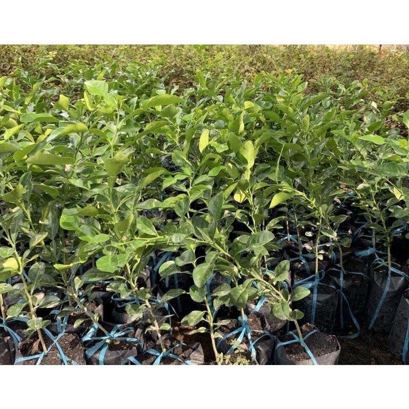 Cây giống chanh chúc, chanh thái cây ươm từ hạt