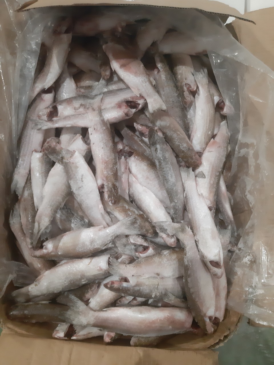 [HCM] Cá Ngừ Ồ (1kg/Túi) - SaiThanhFoods