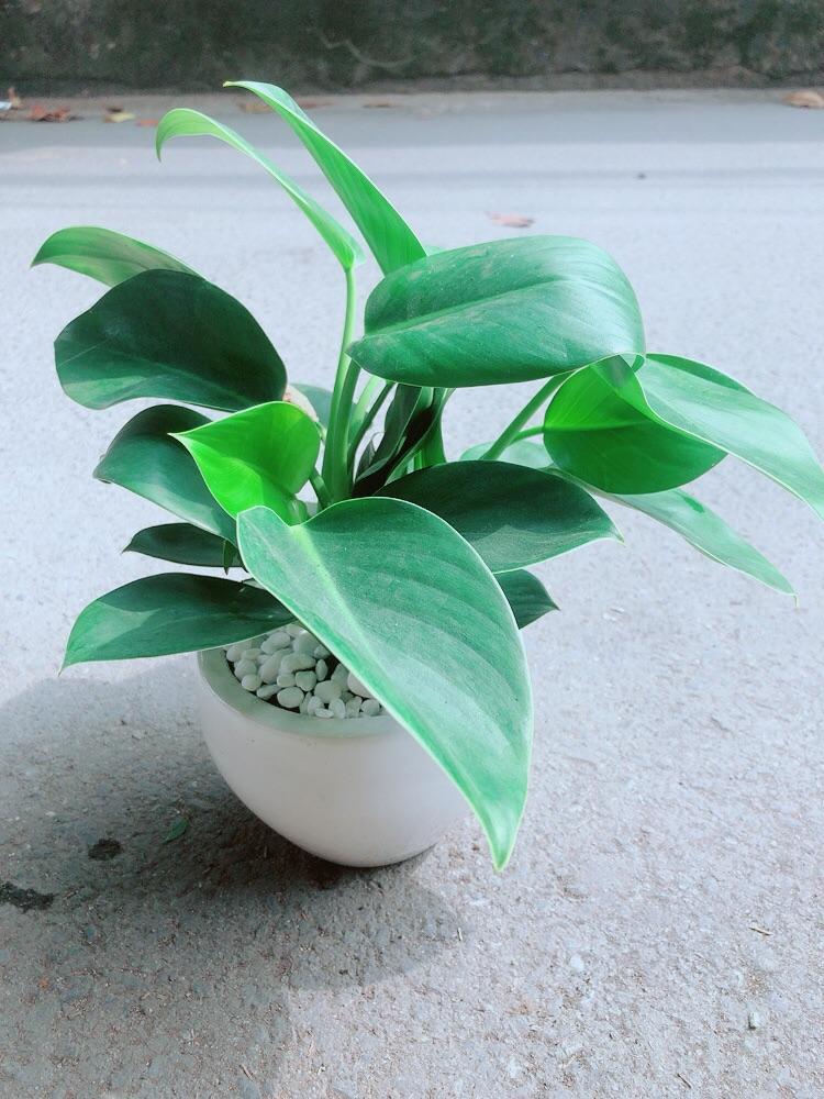 Chậu Trầu Bà Đế Vương Xanh