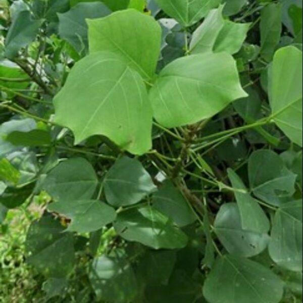 Cây lá vông nem giống -cây ươm bầu