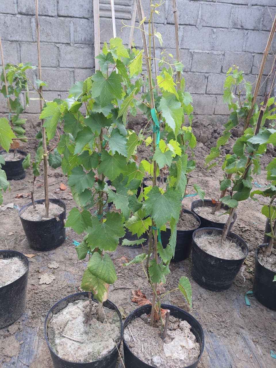 Cây Nho Kẹo 126 Cao Sẵn 1M - Trồng 3 Tháng Có Trái - Hỗ Trợ Kĩ Thuật Đến Ra Trái