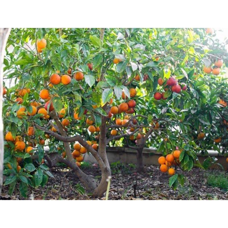 Cam máu Blood Orange giống