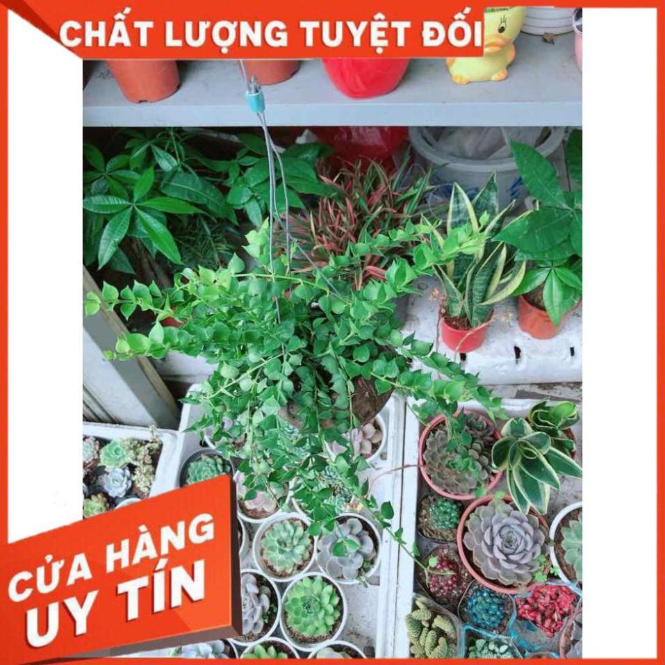 Chậu lá tim treo đẹp Nhiều Người Mua