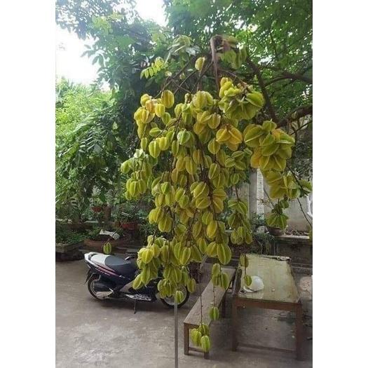 Cây giống khế ngọt