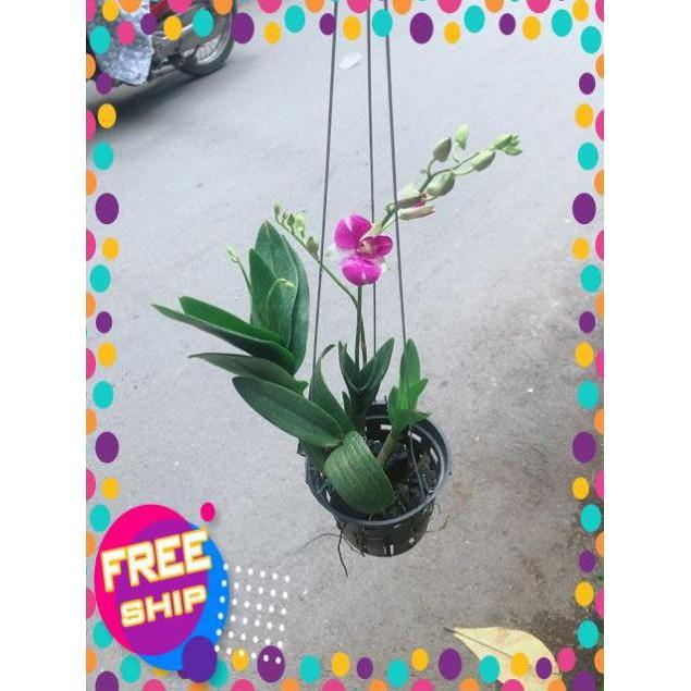 Chậu Lan Dendro Tím