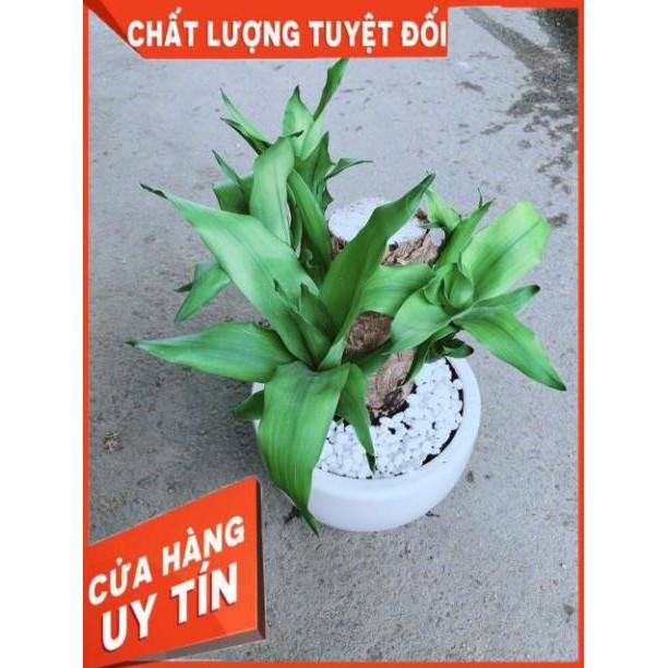 Chậu Cây Phát Tài