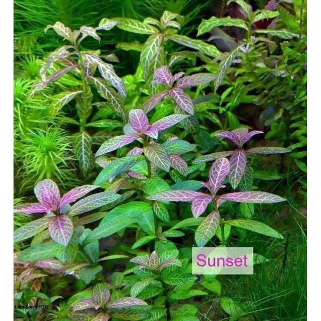 Cây thủy sinh Sunset lá cạn 15 nhánh - Cây cắt cắm