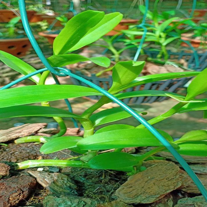 Hoa lan phi điệp - 5ct người đẹp bình dương