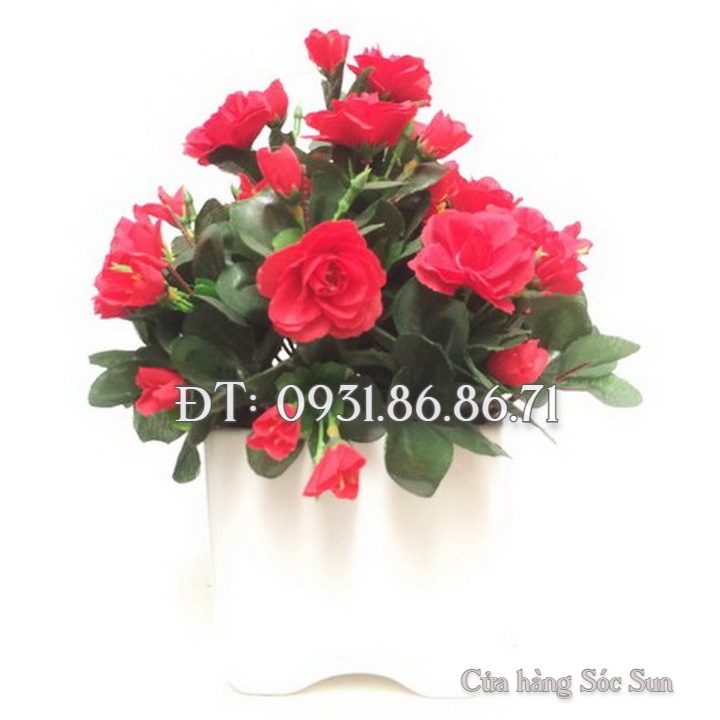 Hạt giống hoa đỗ quyên – Bịch 10 hạt – Mã số 1445