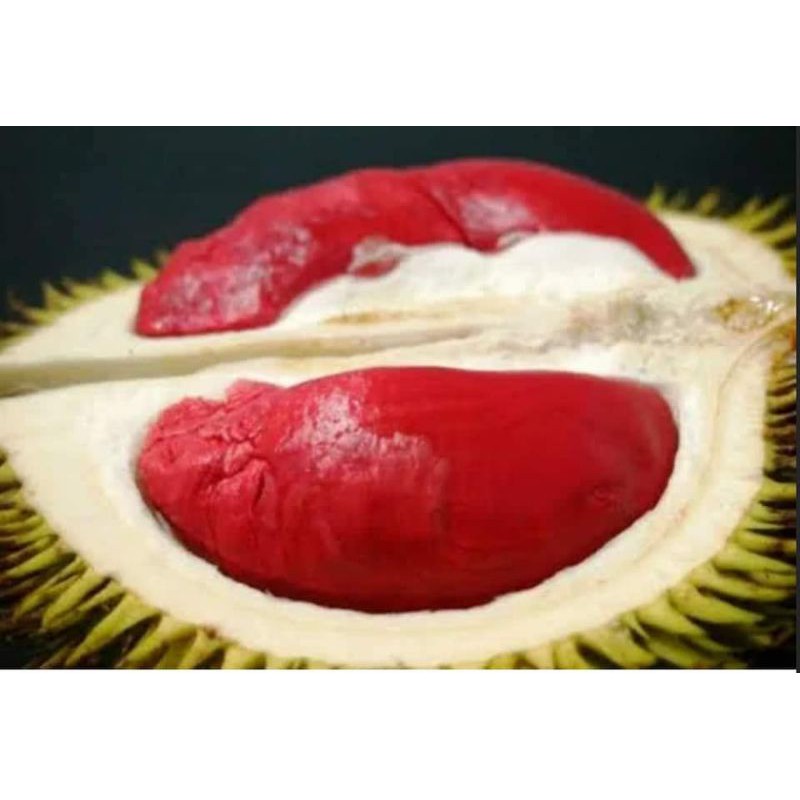 Cây giống sầu riêng ruột đỏ siêu sớm