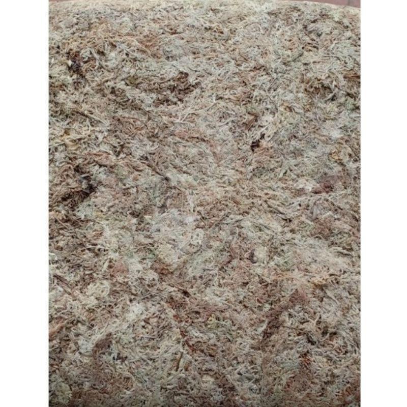 RÊU TRẮNG CHILE GIÁ THỂ GIỮ ẨM CHO LAN - 100GR