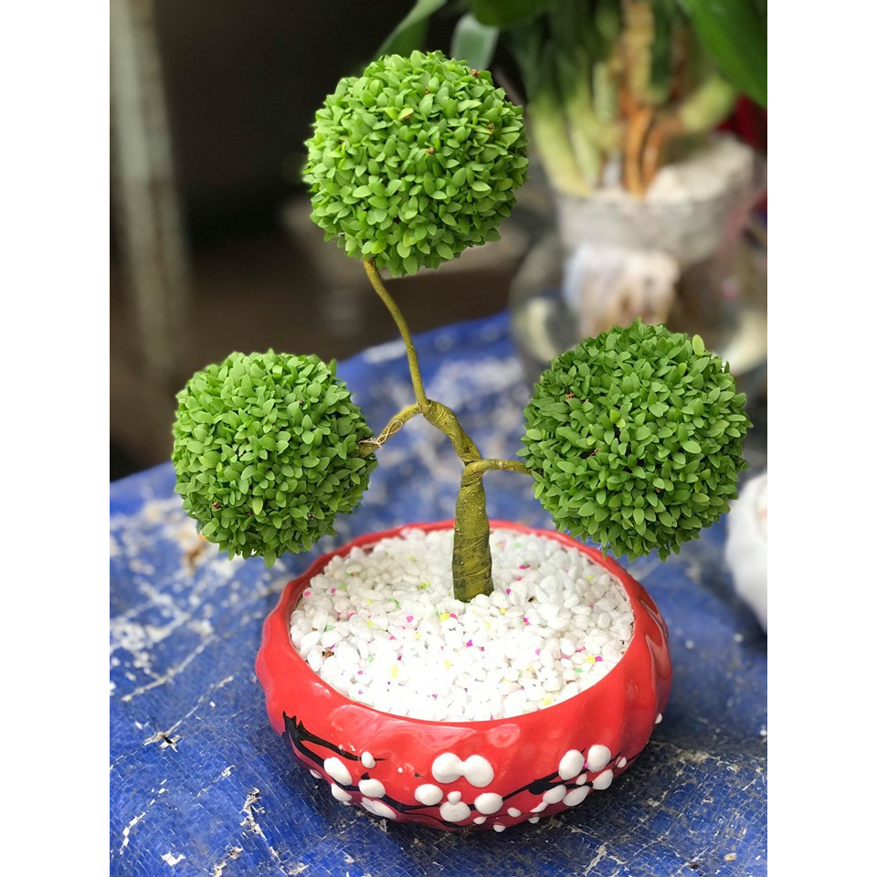 Cây quả địa cầu may mắn