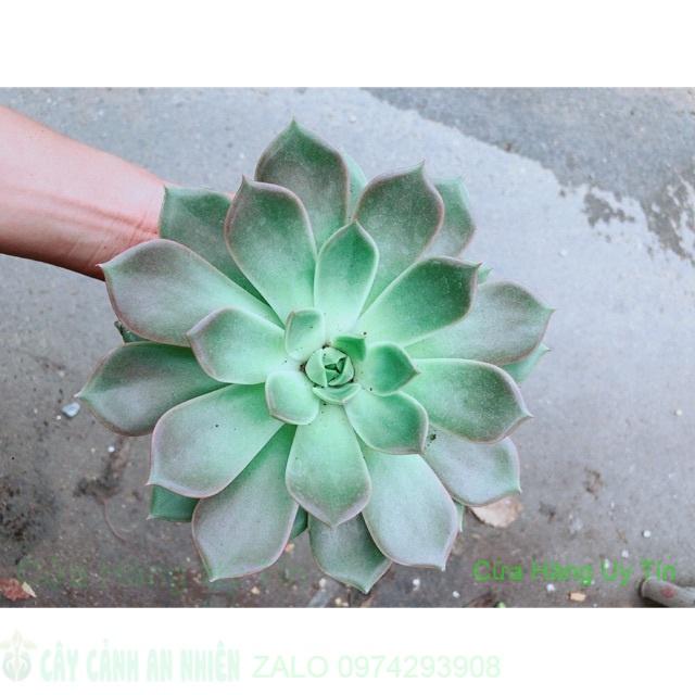 Sen Đá Size Đại