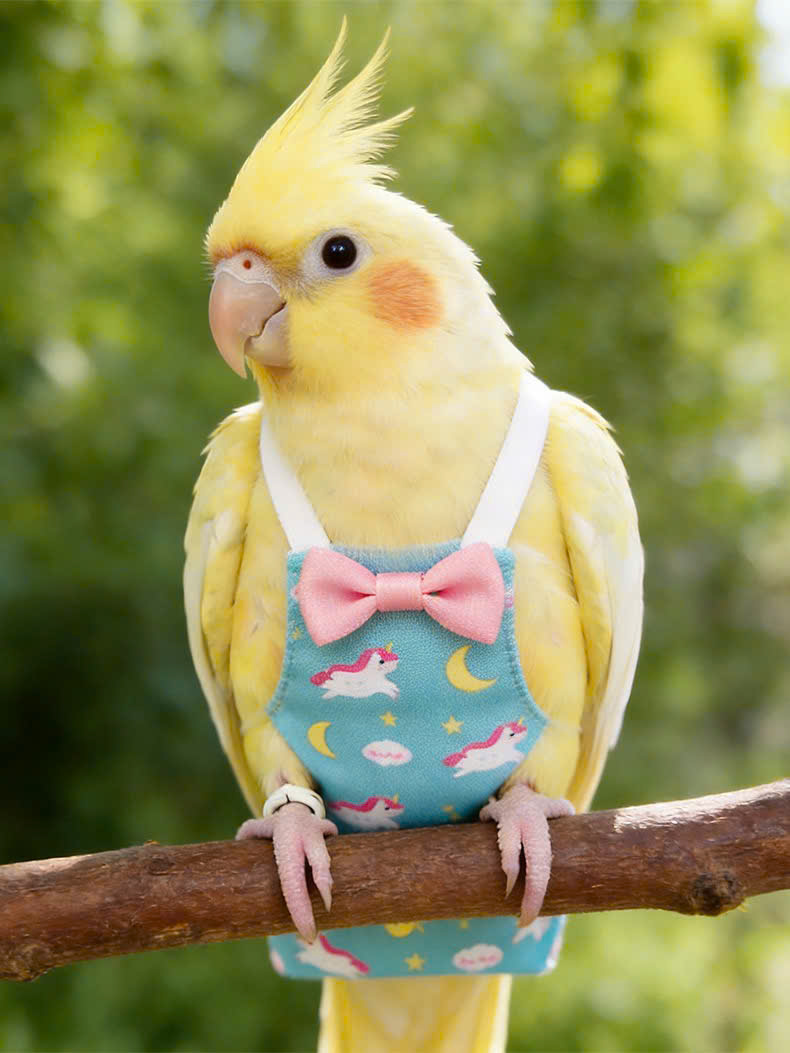 QUẦN ÁO TÃ CHO CHIM CẢNH CHIM VẸT DỄ THƯƠNG MÃ 3 XINH XẮN CHO THÚ CƯNG CHIM