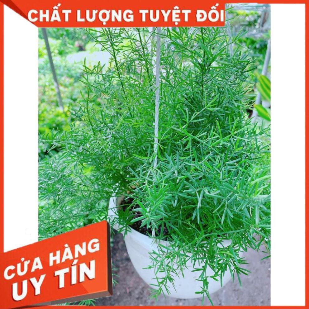 Chậu thiên môn đông Nhiều Người Mua