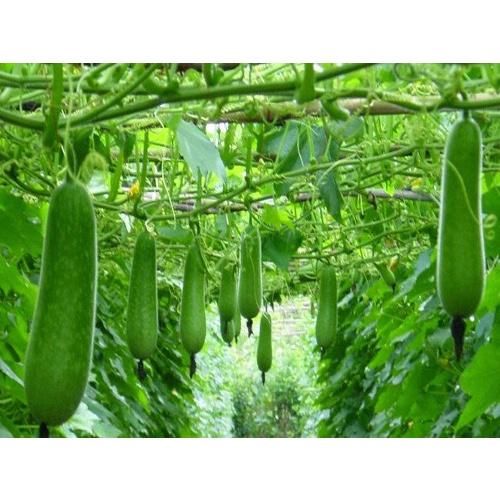 Hạt Giống Bầu Sao Trái Ngắn F1 KNS316 - Gói 10 hạt