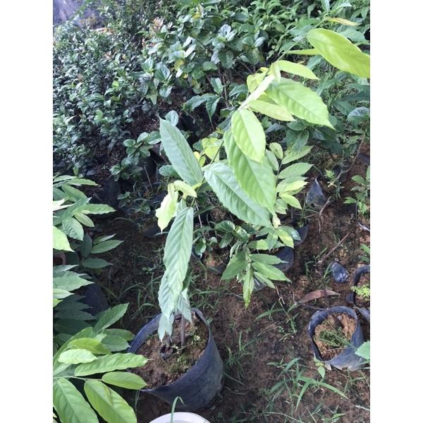 Cây hoa dẻ rừng cao 60-70cm