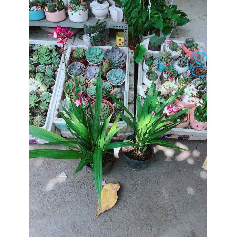 Chậu Lan Đất  Bán Chạy