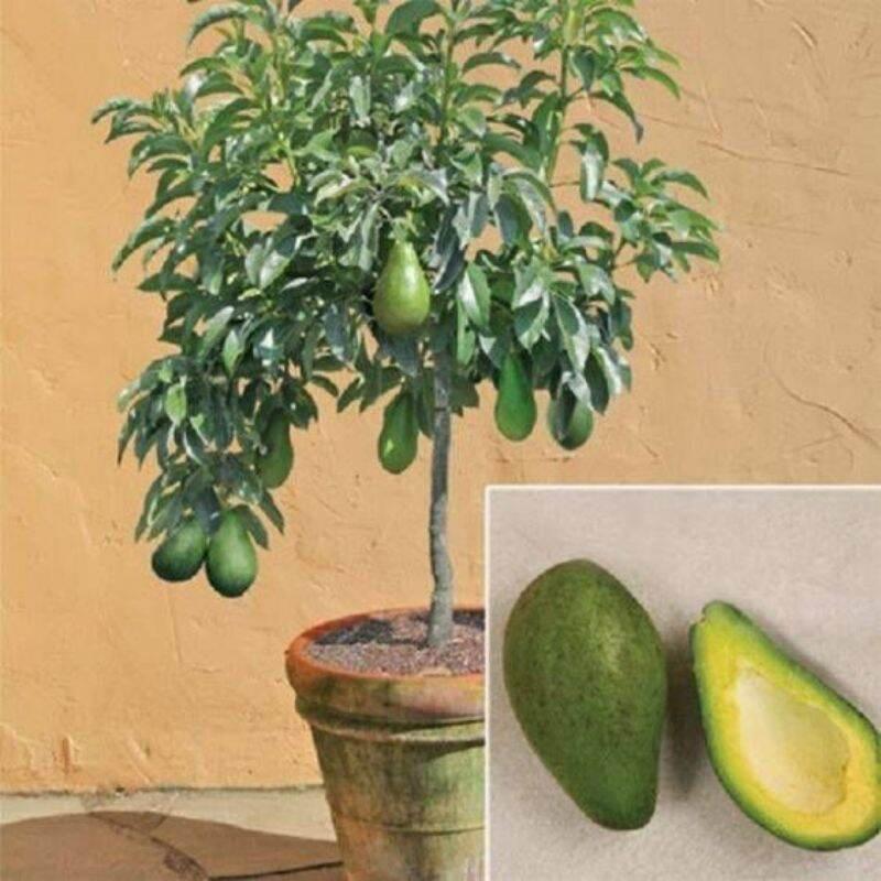 CÂY GIỐNG BƠ LÙN THANH SƠN *