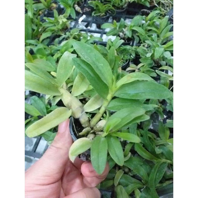 Hoa phong lan - trầm 5ct