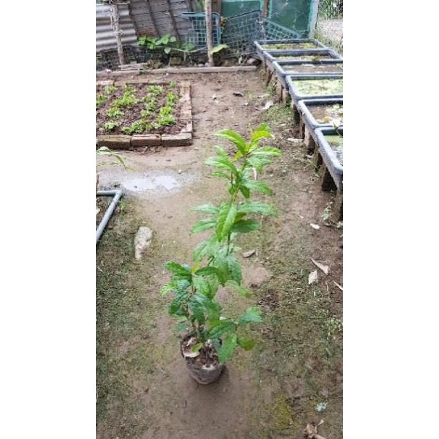 Cây xạ đen cao 50 cm - Giải độc gan rất tốt