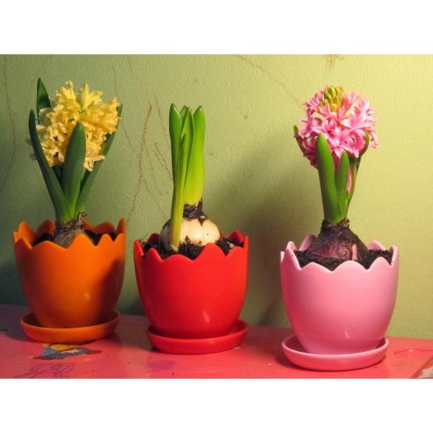 Củ giống hoa tiên ông vàng - 1 củ