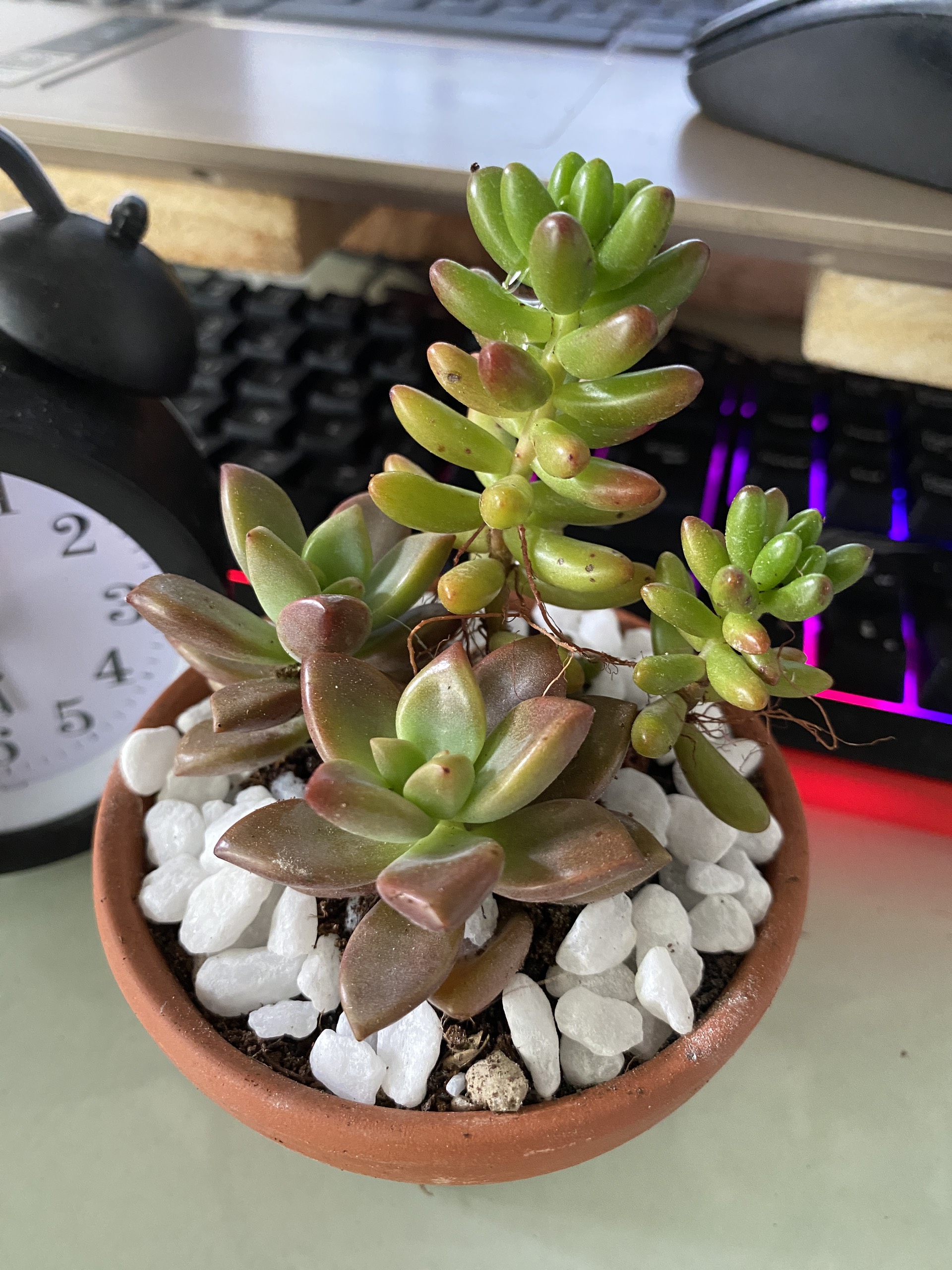 Xương rồng sen đá mix kèm chậu gốm đỏ SDMIX -17cm